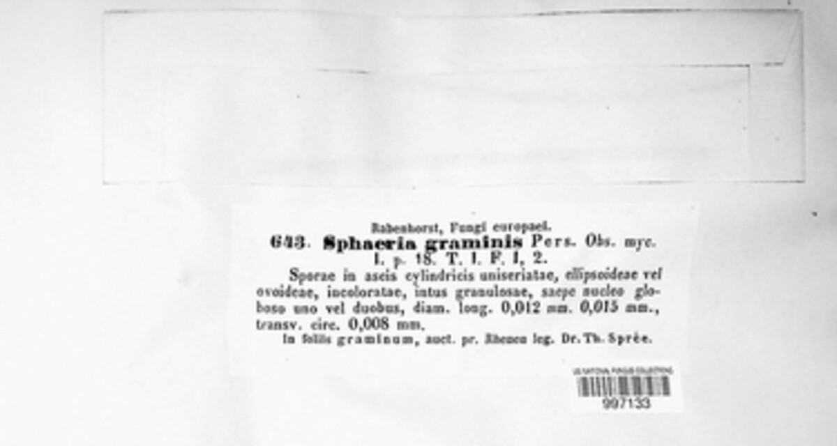 Phyllachora graminis image